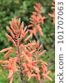 Aloe flowers 101707063