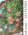 Yew 101707065