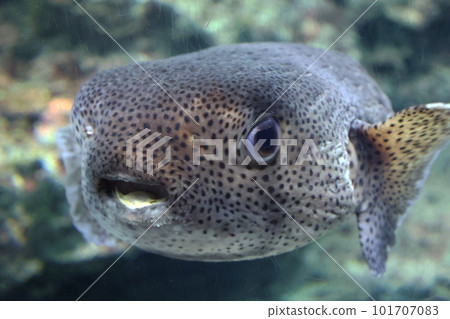 河豚魚 101707083