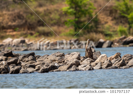 Smooth coated otter or Lutrogale perspicillata standing on two legs curious and active with eye contact on big rocks in middle of river water at forest of central india asia 101707137