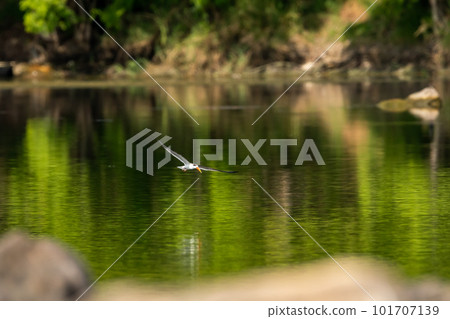Indian skimmer or Indian scissors bill or Rynchops albicollis skimming and flying over chambal river water in natural scenic view or background at dholpur rajasthan india 101707139