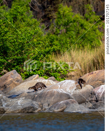 Smooth coated otter or Lutrogale perspicillata a vulnerable animal species of Mustelidae family pair playful on big rocks near river shore in natural scenic green background at forest of central india Smooth coated otter or Lutrogale perspicillata a vulnerable animal species of Mustelidae family pair playful on big rocks near river shore in natural scenic green background at forest of central india 101707145