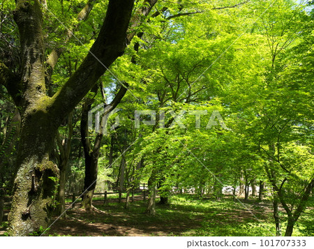 Shinrin Park with dazzling fresh greenery Shinrin Park with dazzling fresh greenery 101707333