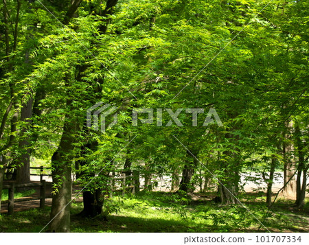 Shinrin Park with dazzling fresh greenery Shinrin Park with dazzling fresh greenery 101707334