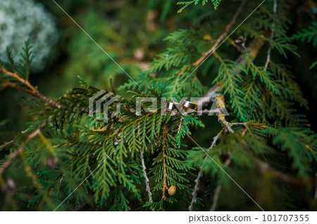 Two golden wedding rings on green thuja branches Two golden wedding rings on green thuja branches 101707355
