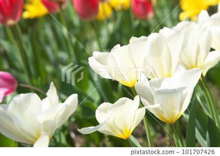 White flowers in a tulip field shining in the light 101707426