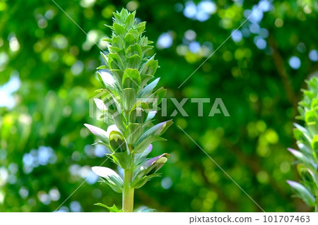 Acanthus buds 101707463