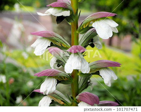 老鼠花 老鼠花 101707471
