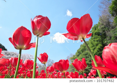 Spring scenery with tulips in full bloom against the blue sky 101707482