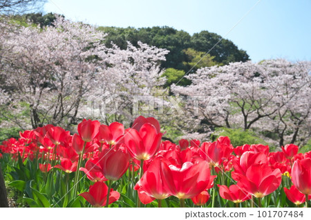 櫻花和郁金香盛開的春天風景 櫻花和郁金香盛開的春天風景 101707484