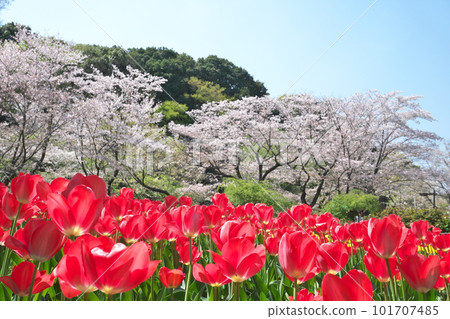 櫻花和郁金香盛開的春天風景 101707485