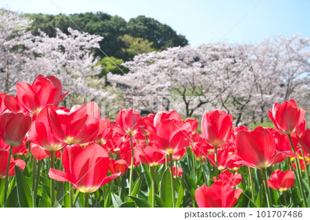櫻花和郁金香盛開的春天風景 櫻花和郁金香盛開的春天風景 101707486