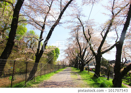 Cherry blossoms of Hamura weir 101707543