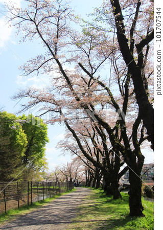 Cherry blossoms of Hamura weir Cherry blossoms of Hamura weir 101707544