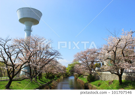 Cherry blossoms of Hamura weir 101707546