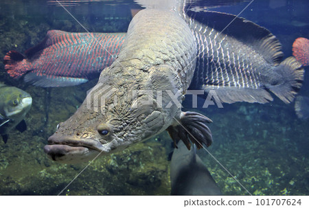 Pirarucu Pirarucu 101707624