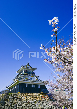 Hamamatsu Castle with a beautiful golden color of cherry blossoms, which is typical of spring in Japan Hamamatsu Castle with a beautiful golden color of cherry blossoms, which is typical of spring in Japan 101707687