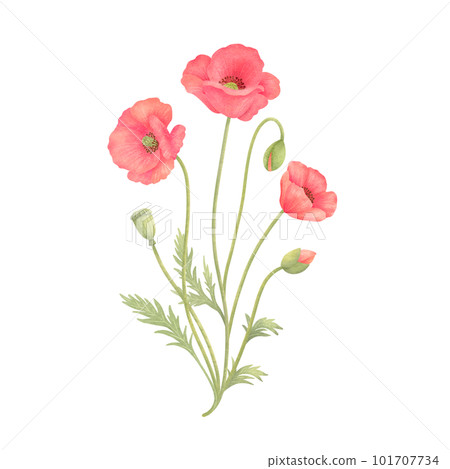 水彩風格的可愛紅罌粟花 101707734