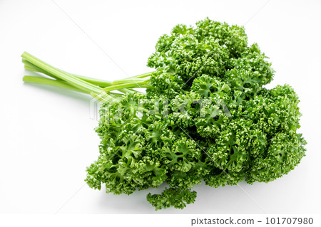 香菜。 （白色背景） 101707980