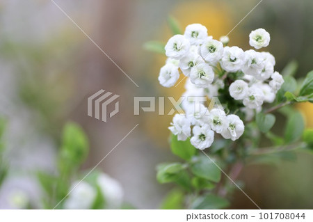 Shijimiso Shijimiso 101708044