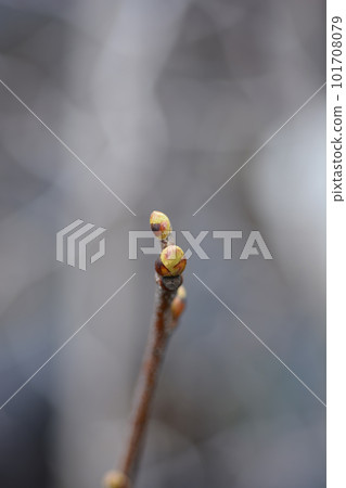 Sweet chestnut 101708079