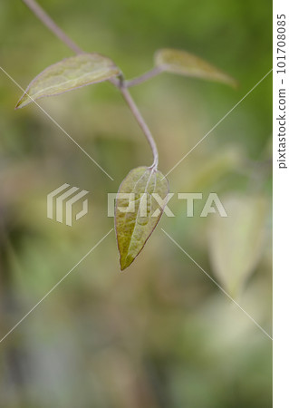 Clematis Nelly Moser 101708085