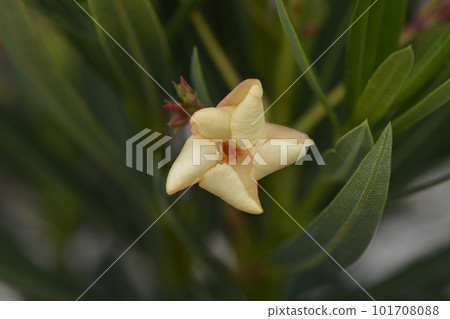 Peach Dwarf Oleander Peach Dwarf Oleander 101708088