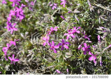 Creeping Phlox Atropurpurea Creeping Phlox Atropurpurea 101708090