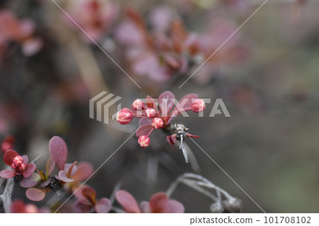 Purple Japanese barberry Purple Japanese barberry 101708102