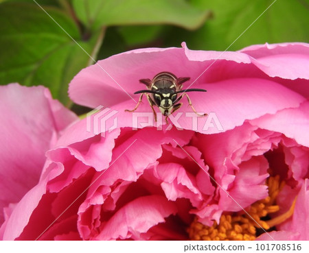 “黃蜂”在牡丹花上休息 “黃蜂”在牡丹花上休息 101708516