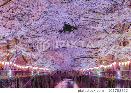 Illuminated cherry blossom trees along the Meguro River 101708852