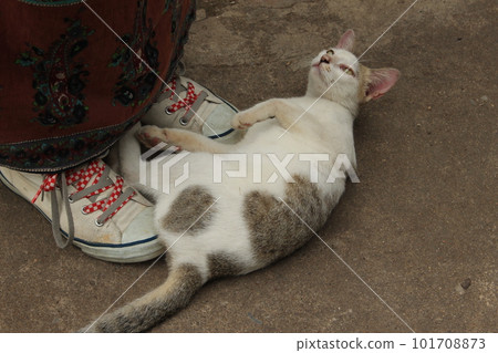 cat lying at your feet cat lying at your feet 101708873
