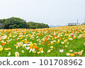 世博70紀念公園花丘上的罌粟花田 101708962