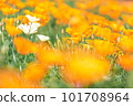 世博70紀念公園花丘上的罌粟花田 101708964