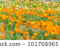 世博70紀念公園花丘上的罌粟花田 101708965