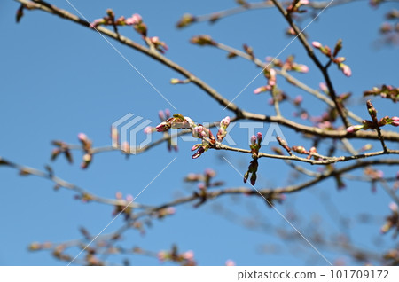 從岩山展望台櫻花看到的春天風景 101709172