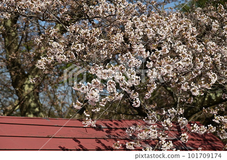 從岩山展望台櫻花看到的春天風景 101709174