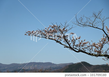 Spring scenery seen from Iwayama Observatory Sakura Spring scenery seen from Iwayama Observatory Sakura 101709180