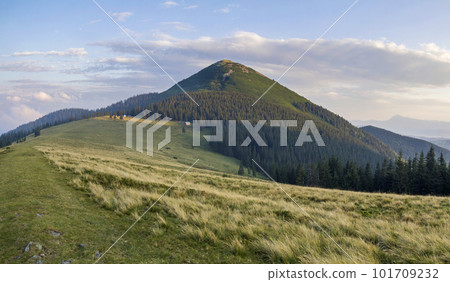 Wide panorama of grassy valley, dense evergreen pine forest and mountains landscape on bright summer day under blue sky. Beauty of nature, tourism, traveling and environment preservation concept. 101709232