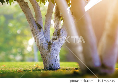 Whitewashed bark of tree growing in sunny orchard garden on blurred green copy space background. 101709239