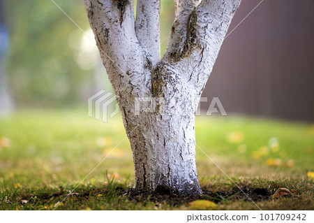 Whitewashed bark of tree growing in sunny orchard garden on blurred green copy space background. 101709242