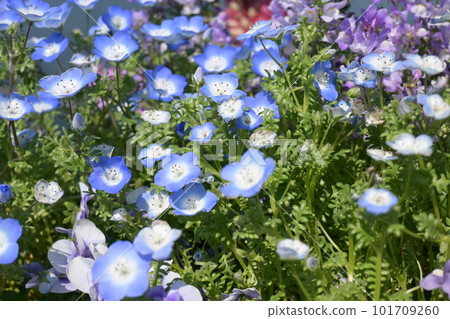 藍色的花 藍色的花 101709260