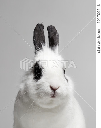 black and white portrait of sweet white rabbit black and white portrait of sweet white rabbit 101709348