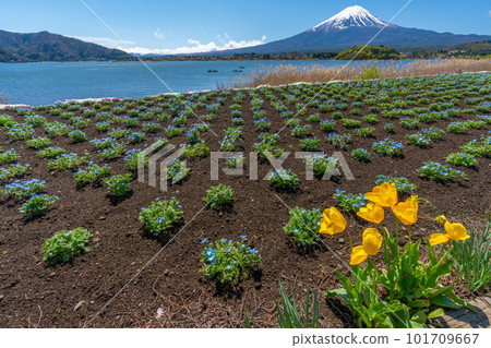 初夏的河口湖 富士山、Nemophila 和郁金香【河口湖大石公園】 初夏的河口湖 富士山、Nemophila 和郁金香【河口湖大石公園】 101709667