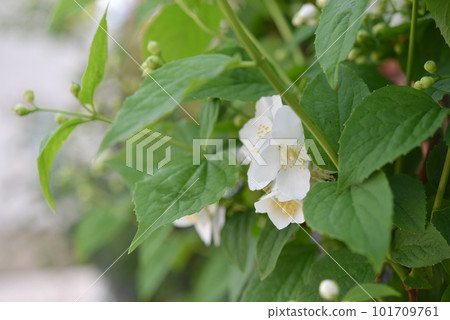 image of pure white flowers image of pure white flowers 101709761