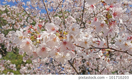 櫻花盛開 櫻花盛開 101710203