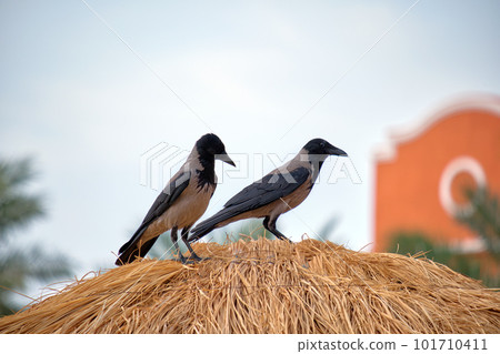 Two raven birds sitting on top of straw umbrella on beach against bright blue sky Two raven birds sitting on top of straw umbrella on beach against bright blue sky 101710411