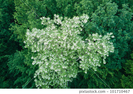 Top down flat aerial view of dark lush forest with blooming green trees canopies in spring Top down flat aerial view of dark lush forest with blooming green trees canopies in spring 101710467