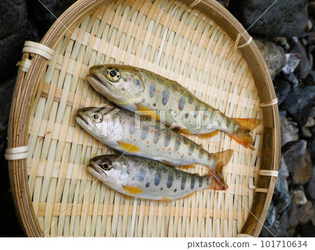 天然成分山溪甘子 天然成分山溪甘子 101710634