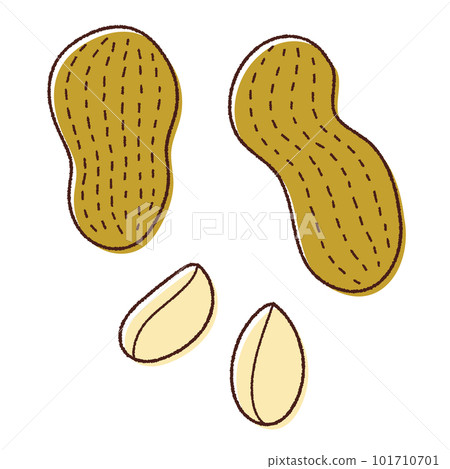Vector line drawing illustration of shelled peanuts Vector line drawing illustration of shelled peanuts 101710701
